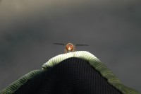 /album/maja-agentura-pro-deti-a-mladez/dsc-2853-jpg/